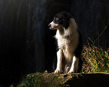 border-collies