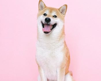 Shiba